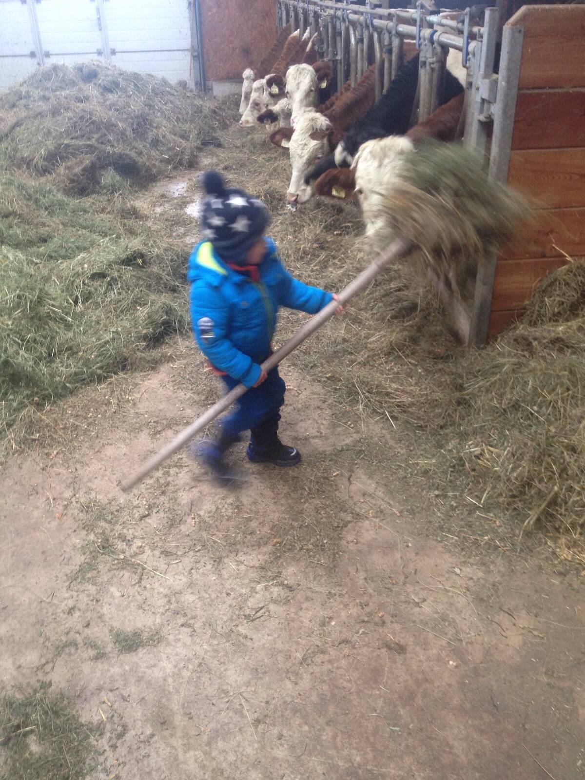 koeien eten geven