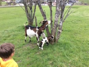 Ziegen sind geboren 1.5.2017